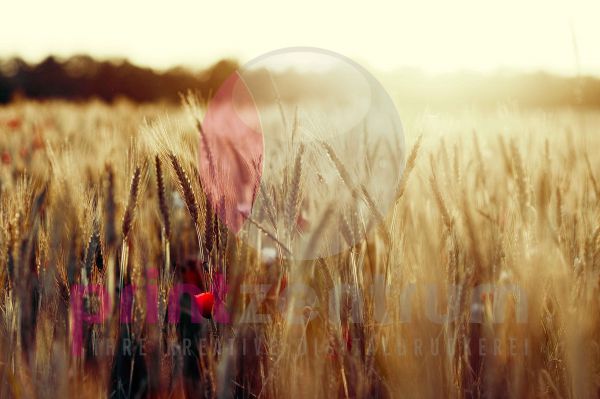 Getreidefeld mit Mohnblüte