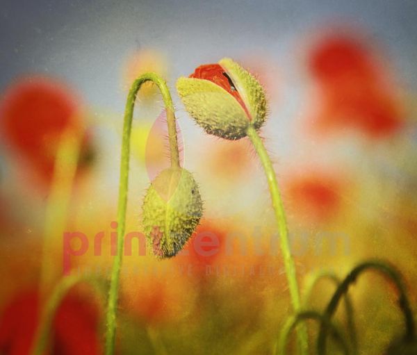 Mohn