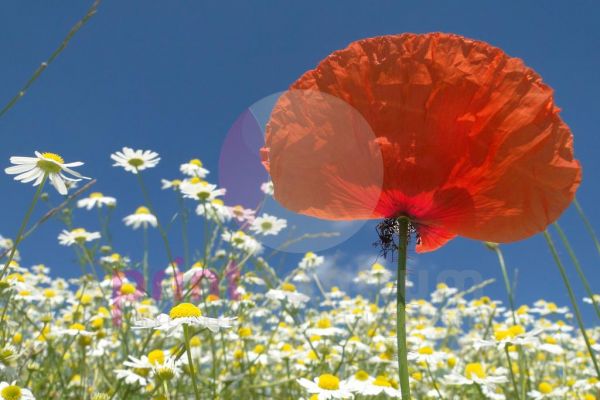 Mohn- und Gänseblümchen