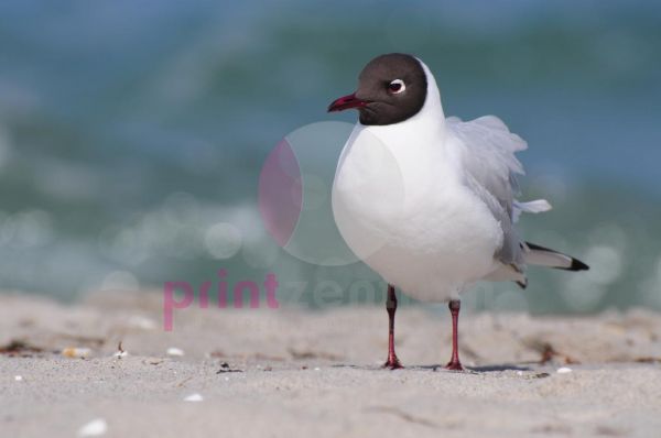 Möwe am Meer