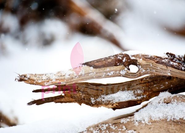 Holz im Schnee