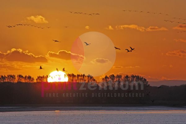 Kraniche im Sonnenuntergang