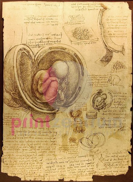 Studie eines Embryos