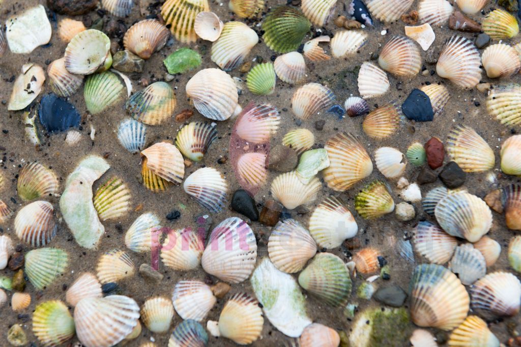 Ostsee-Muscheln | Strand &amp; Meer | kategorien | Printzentrum Rostock ...